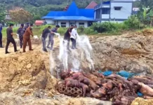 Masuk Secara Ilegal, Karantina Indonesia Musnahkan Ratusan Ekor Babi di Nias