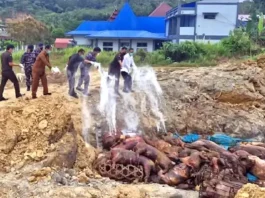 Masuk Secara Ilegal, Karantina Indonesia Musnahkan Ratusan Ekor Babi di Nias