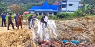 Masuk Secara Ilegal, Karantina Indonesia Musnahkan Ratusan Ekor Babi di Nias
