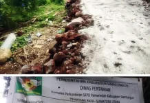 Sejumlah proyek pengerasan jalan produksi pertanian yang bersumber dari dana Anggaran Pendapatan dan Belanja Daerah (APBD) Kabupaten Simalungun tahun 2025, terkesan buruk.
